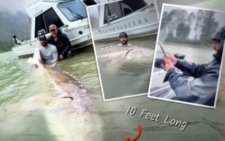 垂釣愛好者捕獲巨型鱘魚 近八百磅重
