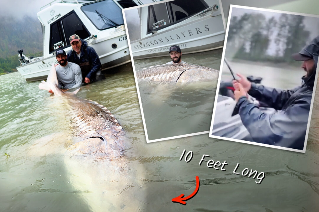 id14521166-1-342-fish-4-