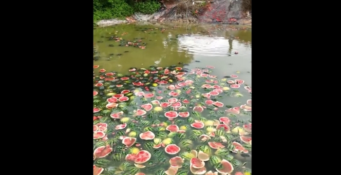 广西西瓜2毛钱一斤 瓜农无奈扔池塘喂鱼