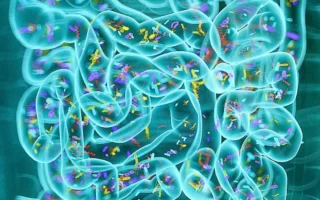 不同蛋白質對消化系統和大腦造成不同影響