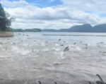 昆明驚現魚群躍出水面 西藏拍到「紅色精靈」