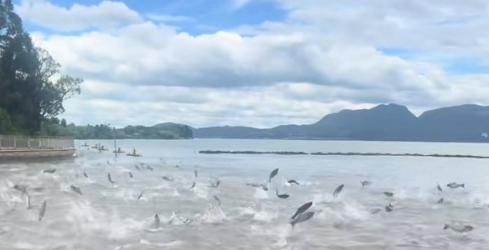 昆明惊现鱼群跃出水面 西藏拍到“红色精灵”