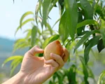 曾经沉沦 如今在土地上重新扎根