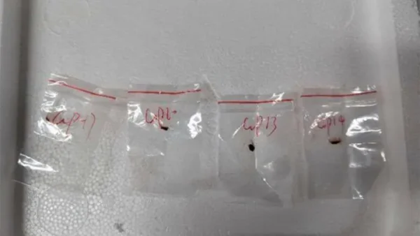图：美国执法人员查获的包含危险病原体fusarium graminearum的小袋。（图片来源：联邦调查局FBI）