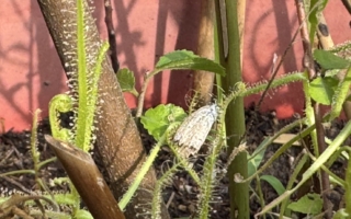 長葉毛膏菜的願望  一場二十五年的等待