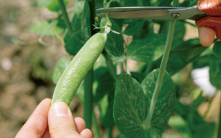打造家庭菜園 一起來種豌豆吧！