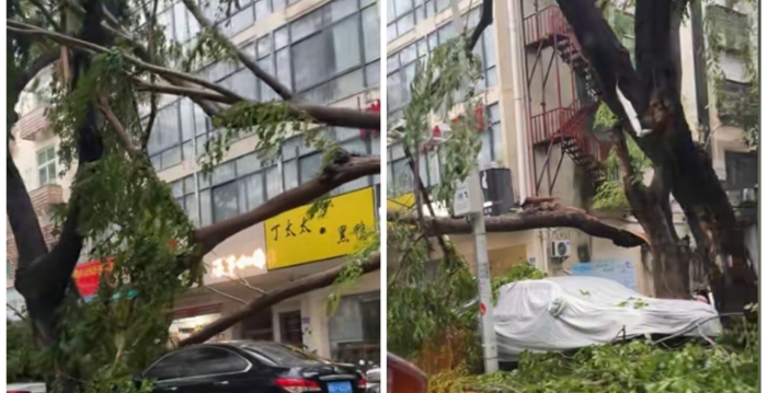 台风来袭 三亚路树倒伏 压损汽车砸伤市民