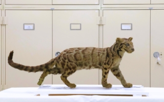 全球僅存五件 科博館獲贈台灣雲豹立姿標本