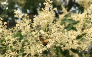 光臘樹蜂花粉 蛋白質量高雞蛋1成