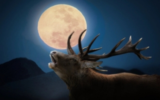 仲夏將迎來鐵鏽般紅色的「雄鹿滿月」