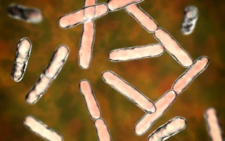 分娩方式影響嬰兒腸道菌群與免疫力