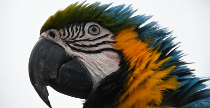 美国动物收容所为“限制级”鹦鹉找主人