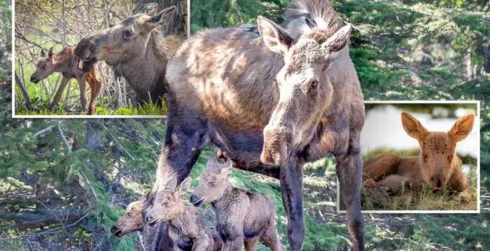 驼鹿三胞胎与母鹿同框 摄影师定格最美瞬间