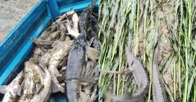 遵义一养殖基地遇河水倒灌 数万斤鲟鱼被冲走