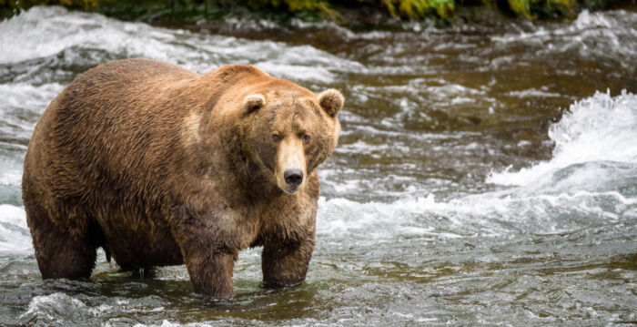美国动物园为棕熊加装金属牙冠 史上最大