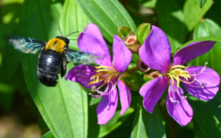 如何防止木蜂破壞你的家 昆蟲學家支招