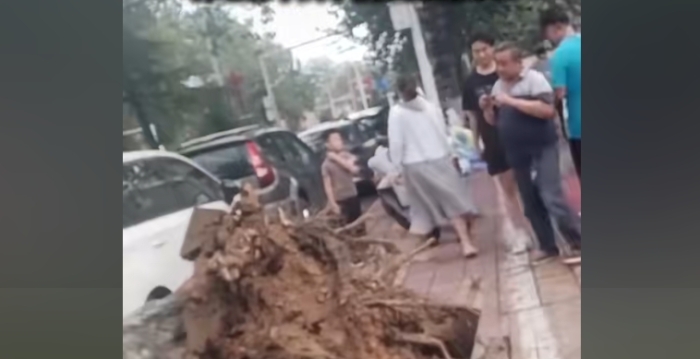 河南濮阳7级阵风吹倒行道树 砸死一女子