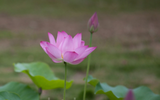 詩歌：小暑法徒福