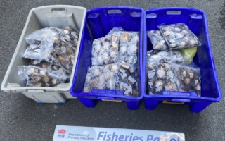 超市近600只鲍鱼来源不明  一男子被罚1.5万元