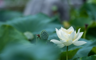 歌詞：歸來