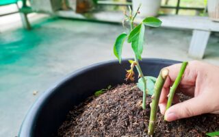 模擬大自然生態 家庭盆植成功的秘訣（上）