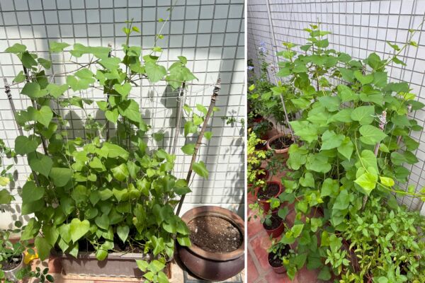 地瓜葉,菜架,家庭種菜