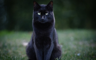 美國科學家的寵物猫再協助發現新病毒
