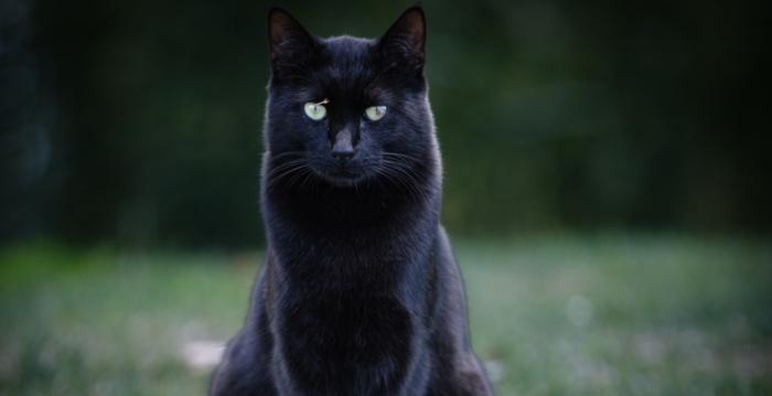 美国科学家的宠物猫再协助发现新病毒