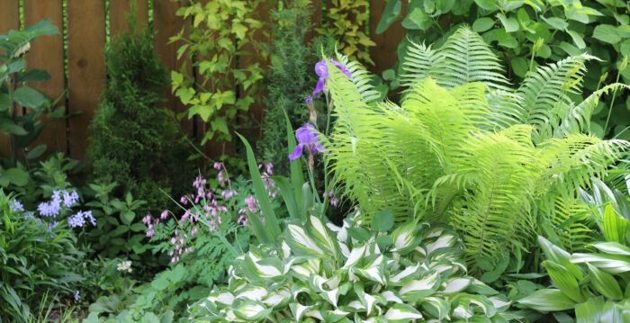 别在花园里放蛋壳 改用这招对植物更好