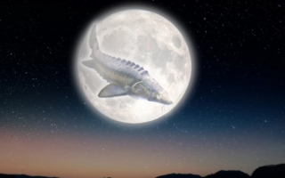 「鱘魚滿月」將於八月上旬與六顆行星登場