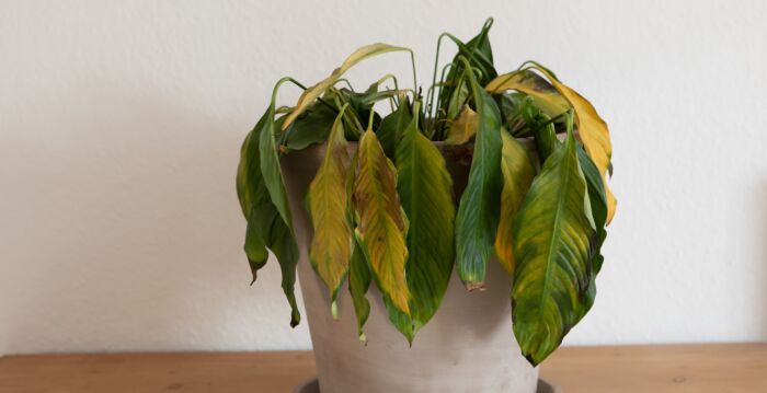 植物快死了怎么救? 试一试生锈的铁钉