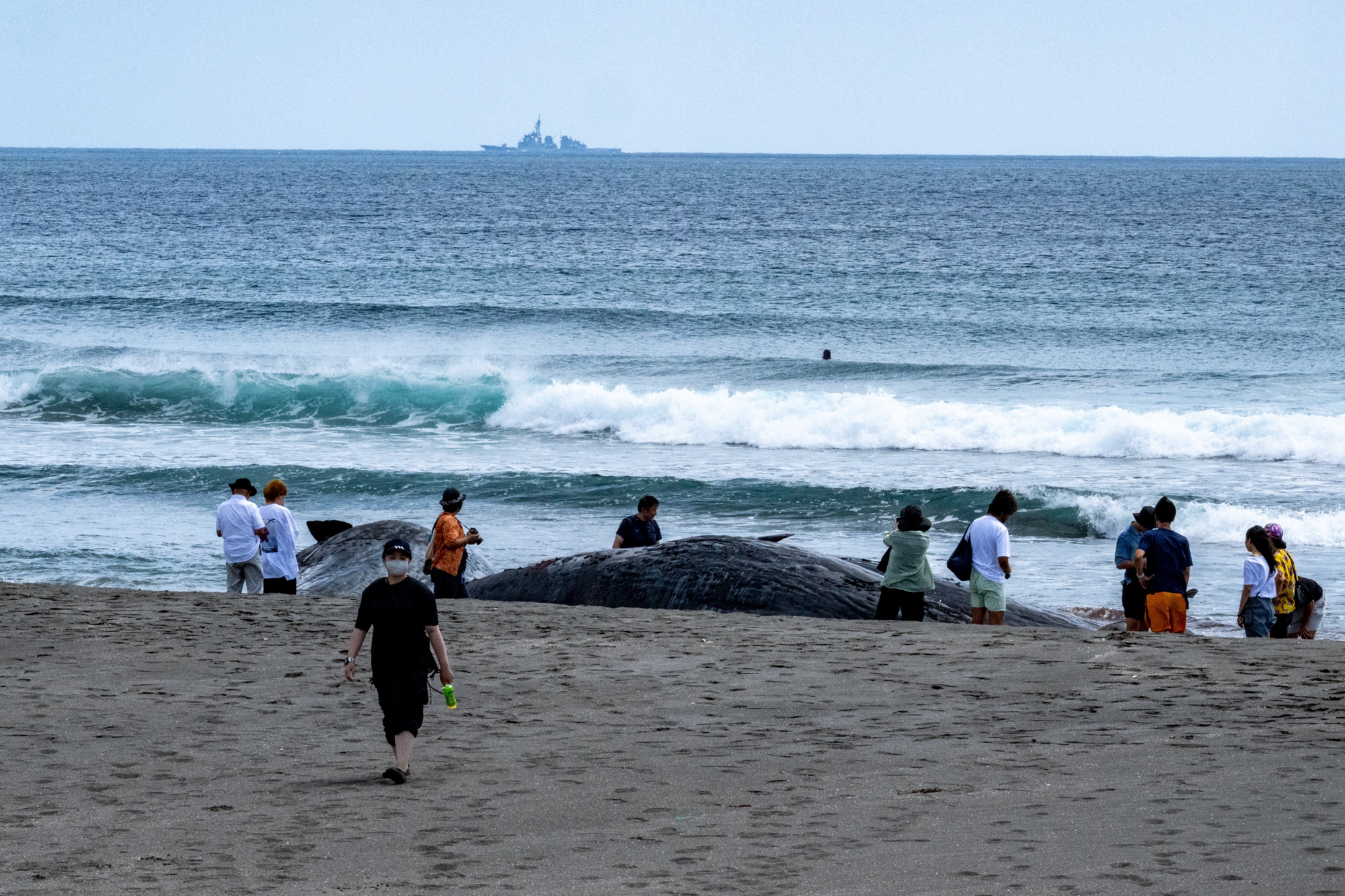 和地震有關？4頭抹香鯨同時擱淺日本海灘| 俄羅斯| 強震| 海嘯| 大紀元