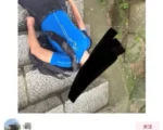 慕田峪长城蜜蜂蜇伤游客 景区与警方说法矛盾