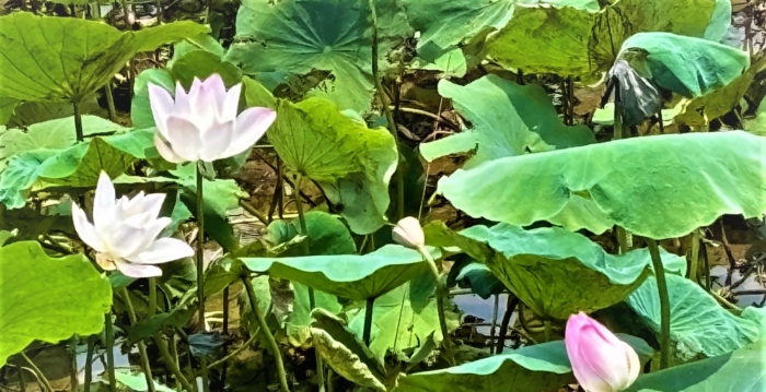 挺过风雨 白河残存的莲花在风中微笑