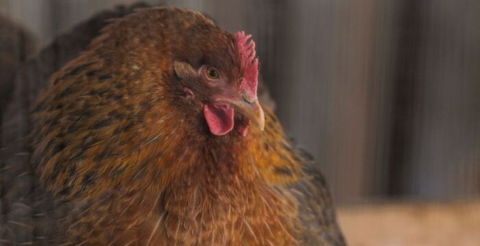 高龄14岁 美国母鸡获认证世界现存最老的鸡