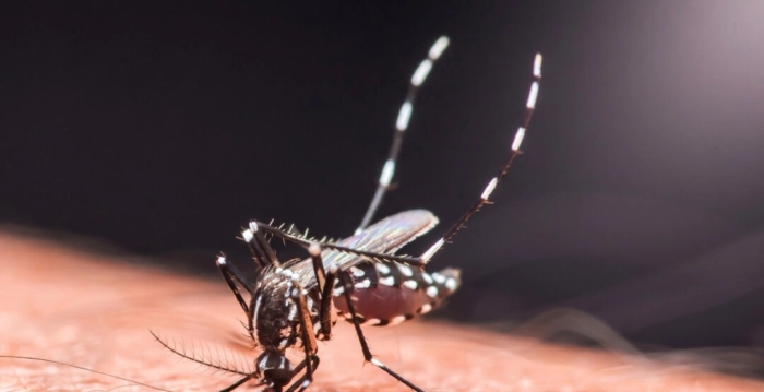 中国肆虐的基孔肯雅热对美国旅行者有何风险？