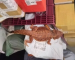 超商惊见中国松狮蜥包裹 专家：恐危害国安