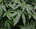 加州红杉国家公园获清理 移除大麻禁农药