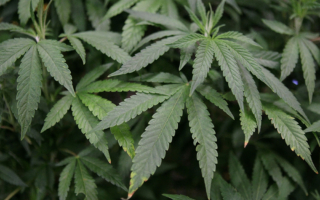 加州紅杉國家公園獲清理 移除大麻禁農藥
