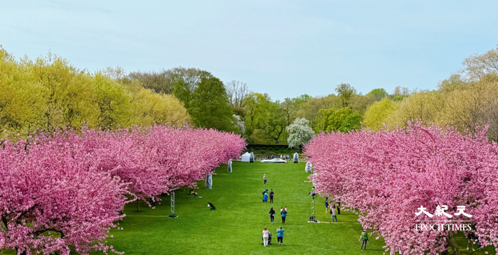 一树一世界 布鲁克林植物园书写百年岁月