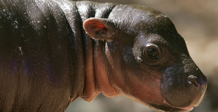 美国约翰‧鲍尔动物园首次迎来侏儒河马宝宝