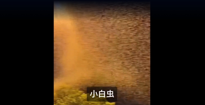 河南多地“小白虫”泛滥 严重影响居民生活
