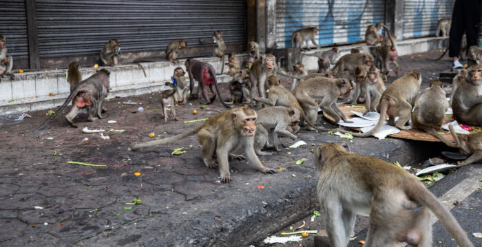 泰国中部上百只猴子集体“越狱” 四处作乱