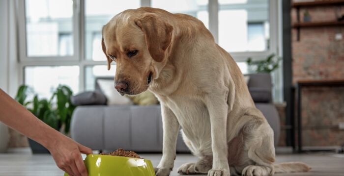 如何避免过度喂食小狗？ 兽医分享专业看法