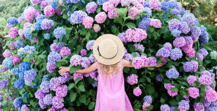 避免犯这个错误 绣球花明年开得更漂亮