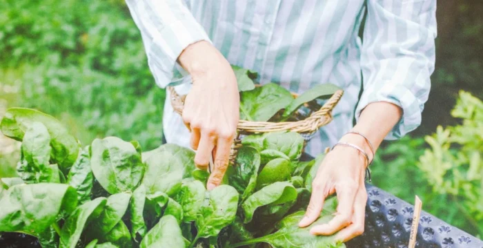 打造你的秋季菜园 享受美味的冬季炖菜