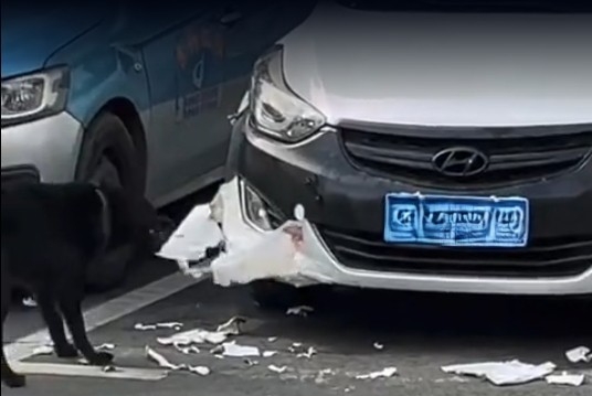 湖南一女子私家车遭狗啃咬毁损