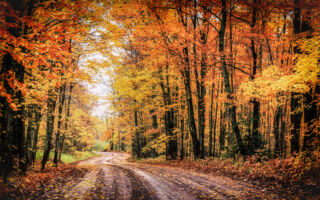 Forest Drive In Autumn The Covered Road In Michigan S Houghton