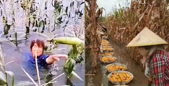 河南秋收遭遇持续降雨 农民蹚水抢收玉米