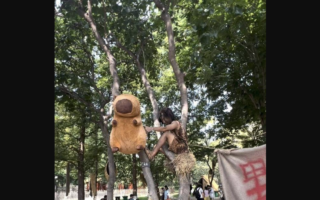 中國大學生兼職當「野人」：投餵太多吃不下